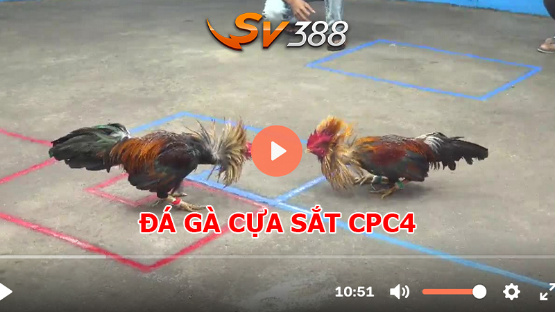 ĐÁ GÀ CPC4