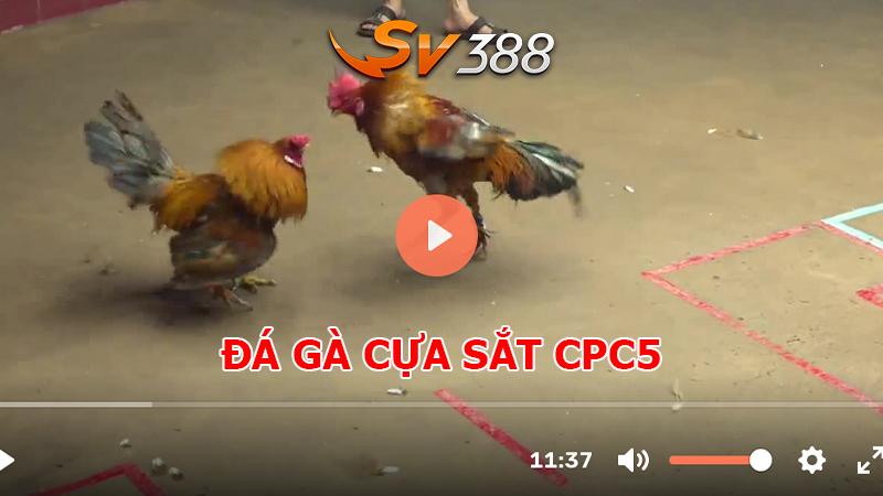 ĐÁ GÀ CPC5